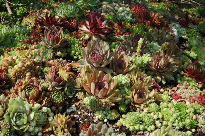 Sempervivum Dachwurz Hauswurz